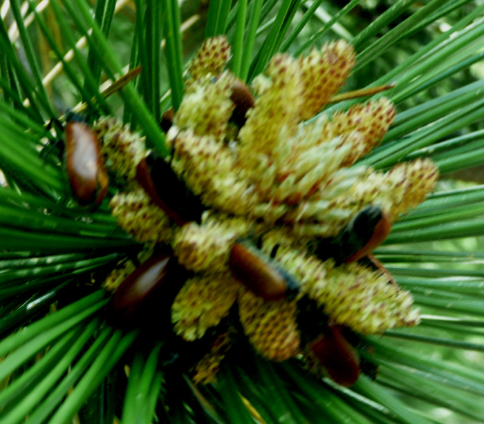 Chrysomela